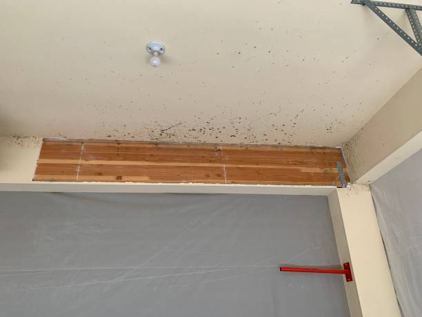  Tidmore Bend, AL Mold Removal Pros