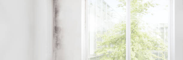Best Mold Damage Restoration  in Tidmore Bend, AL