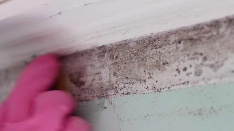 Best Comprehensive Air Testing for Mold Contaminants  in Tidmore Bend, AL